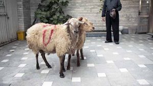 ذبح گوسفند به روش حلال چگونه است؟