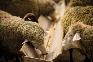 بررسی چند نوع غذای اصلی گوسفند