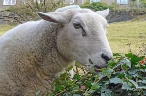 بررسی هضم دو مرحله‌ای در گوسفند