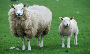 میزان آب مصرفی گوسفند برای هضم غذا چه مقدار است؟