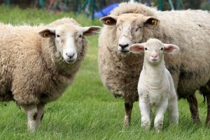 رژیم غذایی گوسفند چگونه است؟