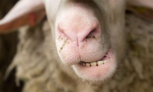 بررسی تعداد دندان گوسفندها