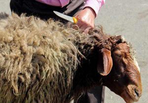 بررسی جزئیات ذبح گوسفند به روش اسلامی