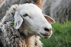 بخش‌های مفید پر مصرف گوسفند برای انسان