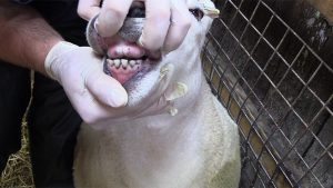 بررسی آناتومی دندان گوسفند
