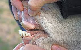 بررسی دندان‌های پایینی گوسفند