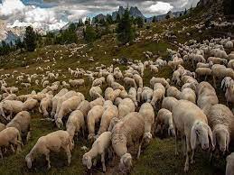 غذای اصلی گوسفند چه ویژگی‌هایی دارد؟