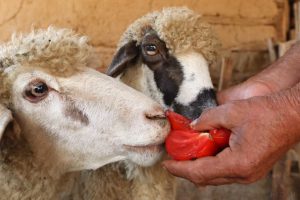 چه مواردی باعث اختلال در گوارش گوسفندان می‌شود؟