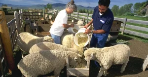 مقدار مصرف غذای گوسفند به چه عواملی بستگی دارد؟