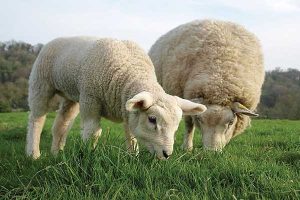 غذای کمکی گوسفند چه ویژگی‌هایی دارد؟