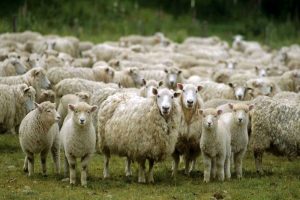 طبقه بندی گوسفندان به چه صورت است؟