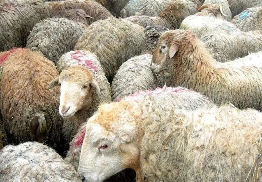 ذبح گوسفند به روش حلال و حرام چگونه است؟