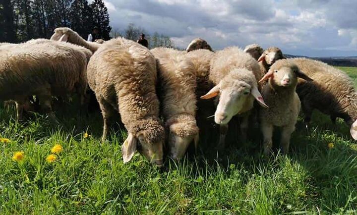 غذای اصلی و غذای کمکی و مصنوعی برای گوسفند چیست؟