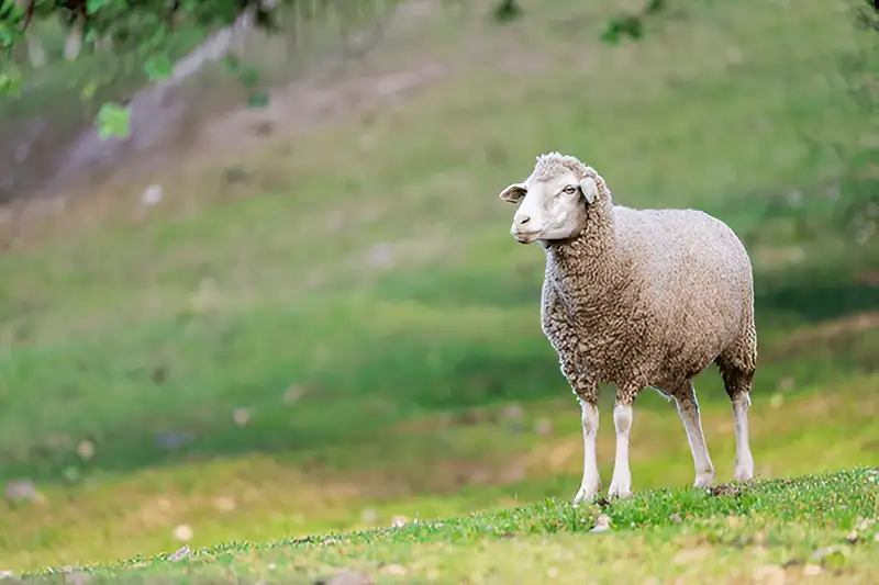 گوسفند زنده