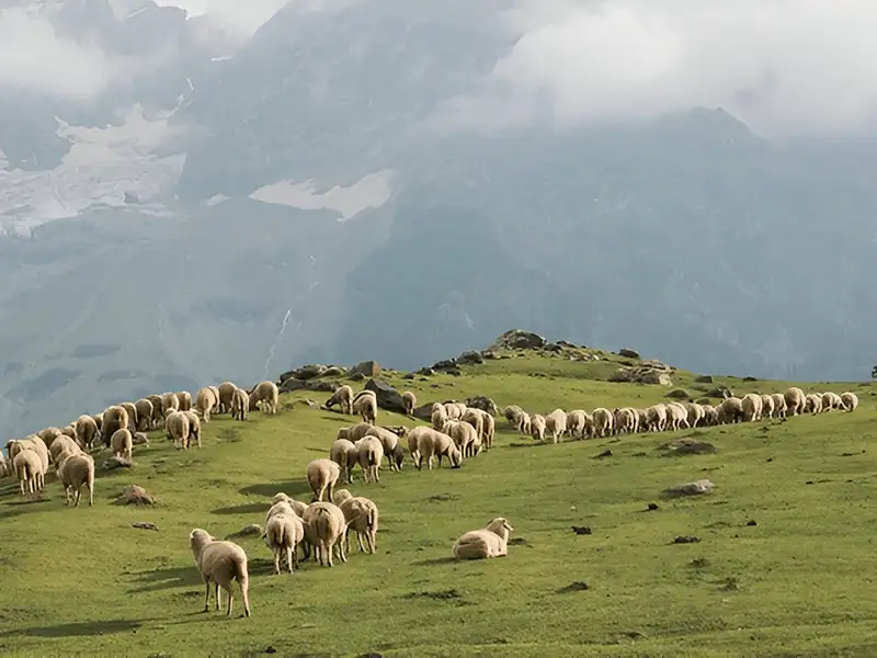 گوسفند زنده