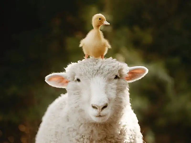 گوسفند زنده