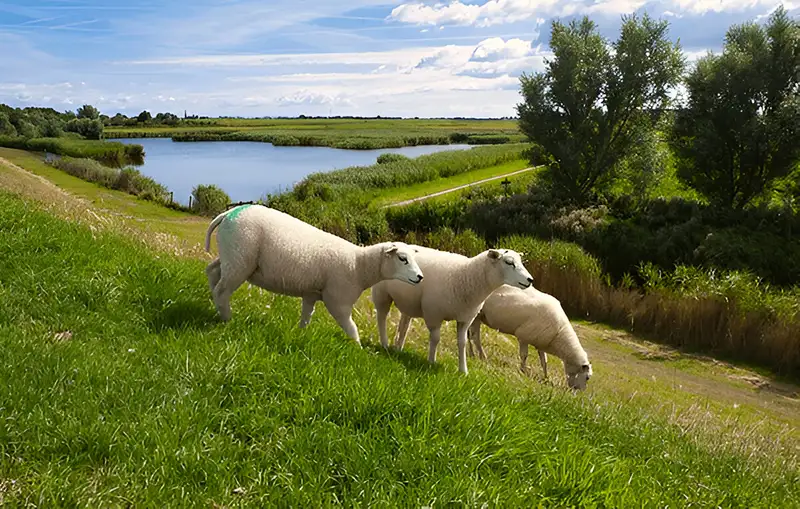 گوسفند زنده