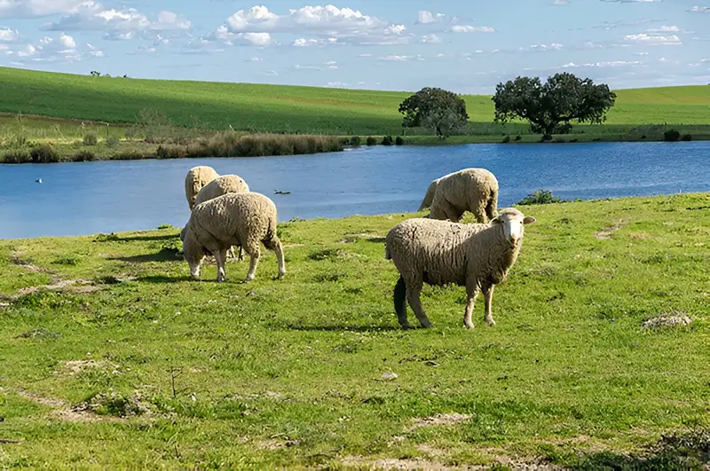 گوسفند زنده