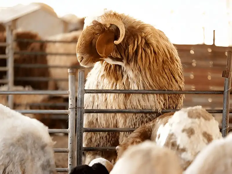 گوسفند زنده